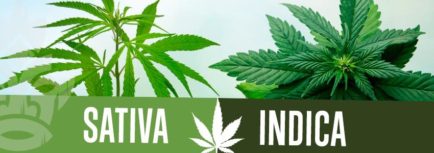 Sativa vs. Indica